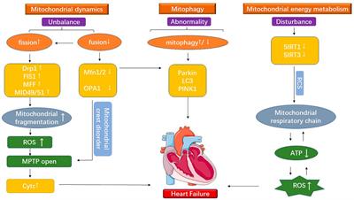 Mitochondrial dysfunction in cardiovascular disease: Towards exercise regulation of mitochondrial function